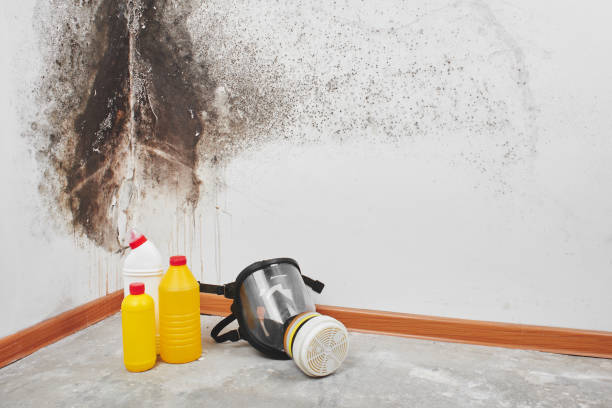 Best HVAC Mold Remediation in Jackpot, NV
