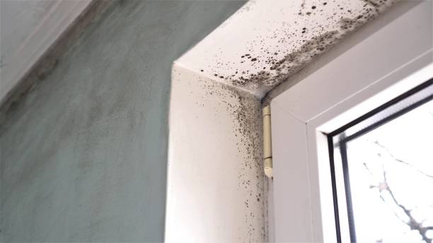 Best Health and Safety Mold Remediation in Jackpot, NV