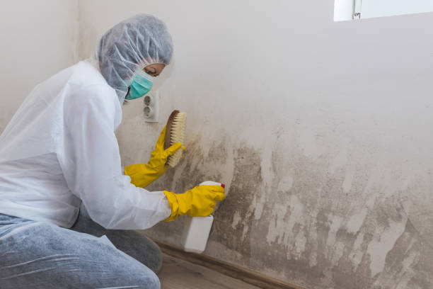 Best Post-Flood Mold Remediation in Jackpot, NV