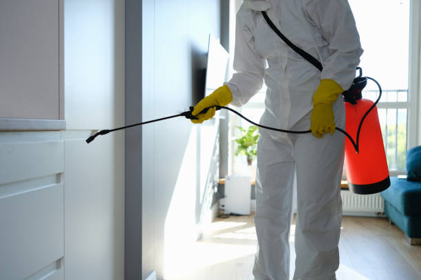 Best DIY Mold Remediation Support Services in Jackpot, NV