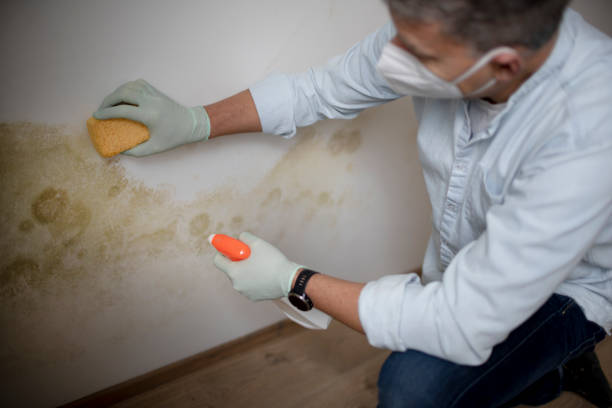 Best Bathroom Mold Remediation in Jackpot, NV