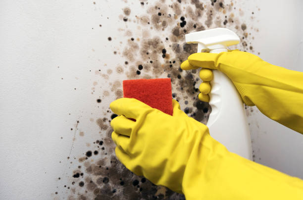 Best Mold Testing and Inspection Services in Jackpot, NV