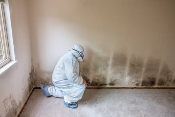 Best DIY Mold Remediation Support Services in Jackpot, NV