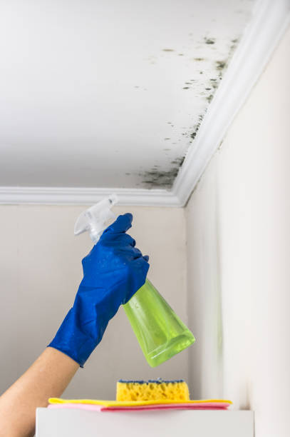 Best Mold Remediation for Specific Building Types in Jackpot, NV